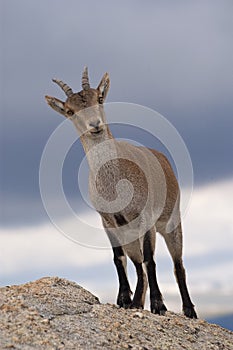 Iberian ibex, Capra pyrenaica, Iberian Ibex, photo