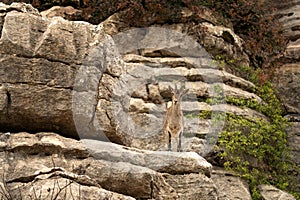 iberian ibex, capra pyrenaica, spanish ibex, spanish wild goat, iberian wild goat photo