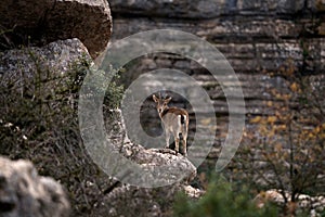 iberian ibex, capra pyrenaica, spanish ibex, spanish wild goat, iberian wild goat photo