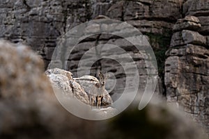 iberian ibex, capra pyrenaica, spanish ibex, spanish wild goat, iberian wild goat photo