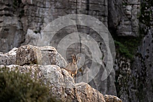 iberian ibex, capra pyrenaica, spanish ibex, spanish wild goat, iberian wild goat photo