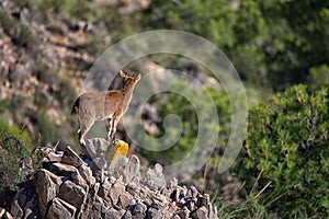 Iberian Ibex (Capra pyrenaica) surveys her territory. La Rahige, Spain. photo