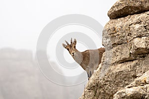 iberian ibex, capra pyrenaica, spanish ibex, spanish wild goat, iberian wild goat photo