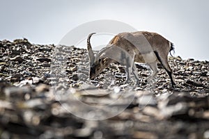 Iberian ibex standing on rock