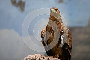 Iberian imperial eagle