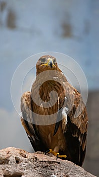 Iberian imperial eagle