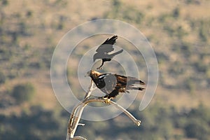 Iberian imperial eagle