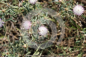 Iberian knapweed, Iberian star-thistle, Centaurea iberica