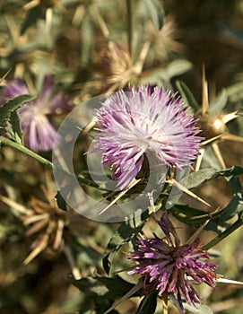 Iberian knapweed, Iberian star-thistle, Centaurea iberica