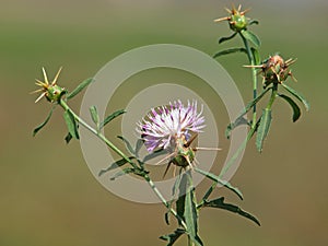 Iberian knapweed or Iberian star-thistle, Centaurea iberica