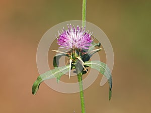 Iberian knapweed or Iberian star-thistle, Centaurea iberica