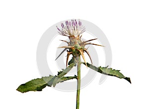 Iberian knapweed or Iberian star-thistle isolated on white, Centaurea iberica