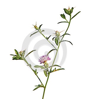 Iberian knapweed or Iberian star-thistle isolated on white, Centaurea iberica