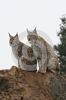 Iberian lynx photo