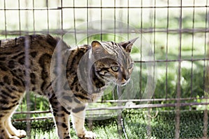 Iberian lynx in a captive cage