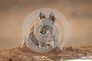 Iberian lynx cup photo