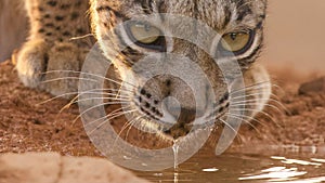 Iberian lynx drinking photo