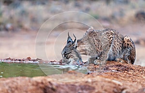 Iberian Lynx drinking water in Castilla La Mancha, Spain