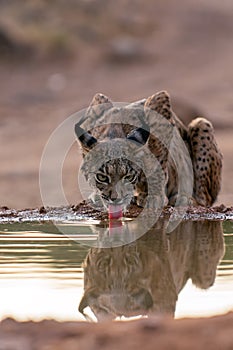 Iberian Lynx drinking water in Castilla La Mancha, Spain