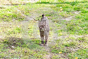 Iberian lynx Lynx pardinus carnivorous mammal of the Felidae family