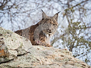 Iberian lynx ( Lynx pardinus ) lying down on a rock