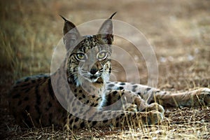 The Iberian lynx Lynx pardinus, portrait of a young cat after sunset