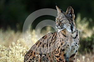 The Iberian lynx Lynx pardinus, portrait of a young cat after sunset