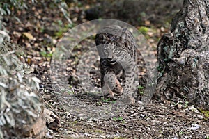 Iberian Lynx - Lynx pardinus - in Sierra Morena, Spain