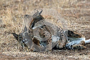 The Iberian lynx Lynx pardinus, two young lynxes playing in yellow grass. Young Iberian lynx in the autumn landscape