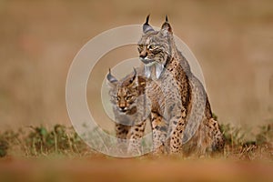 Iberian lynx, Lynx pardinus, wild cat endemic to Iberian Peninsula in southwestern Spain in Europe. Rare cat walk in the nature