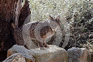 Iberian lynx marking its territory with urine