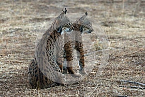 The Iberian lynx Lynx pardinus, portrait of a two young cat after sunset. Two lynx kittens in yellow grass