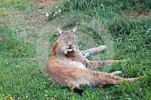 Iberian lynx photo