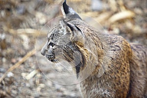 Iberian lynx profile