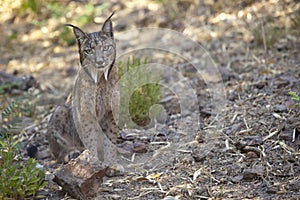 Iberian lynx sitting on alert photo