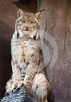 Iberian Lynx smile. photo