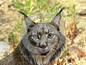 Iberian lynx photo