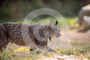 Iberian lynx walking in its habitat during the afternoon