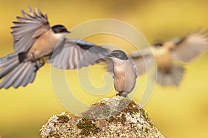 Iberian magpie flying against bright background