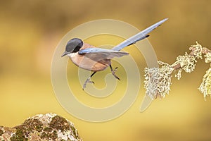 Iberian magpie flying against bright background