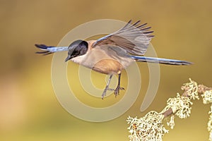 Iberian magpie flying against bright background