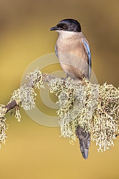 Iberian magpie on trunk against bright background