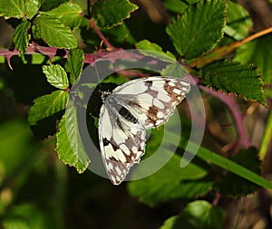 Iberian marbled white butterfly - Melanargia lachesis. Oeiras, Portugal.