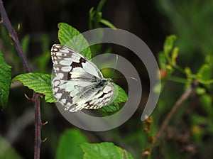 Iberian marbled white butterfly - Melanargia lachesis. Oeiras, Portugal.