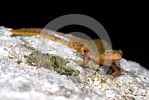 Iberian newt Lissotriton boscai in San Juan de Rio, Orense, Spain