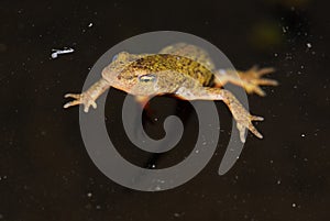 Iberian newt Lissotriton boscai in San Juan de Rio, Orense, Spain