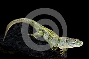 Iberian Ocellated lizard (Timon lepidus ibericus)