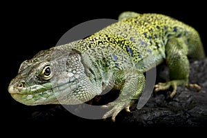 Iberian Ocellated lizard (Timon lepidus ibericus)