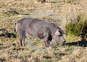 Iberian pig in the field of Spain.