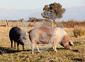 Iberian pig in the field of Spain.